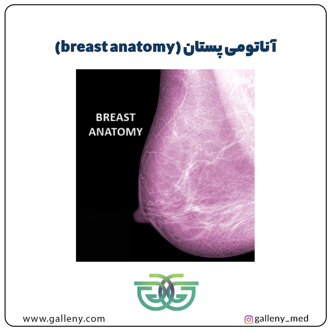 آناتومی پستان (breast anatomy)